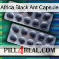 Africa Black Ant Capsule 31